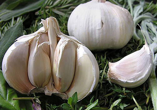 سیر رقیب محصولات صیفی در فارس