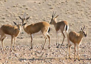 ثبت جهانی شدن غزال کمیاب میشداغ