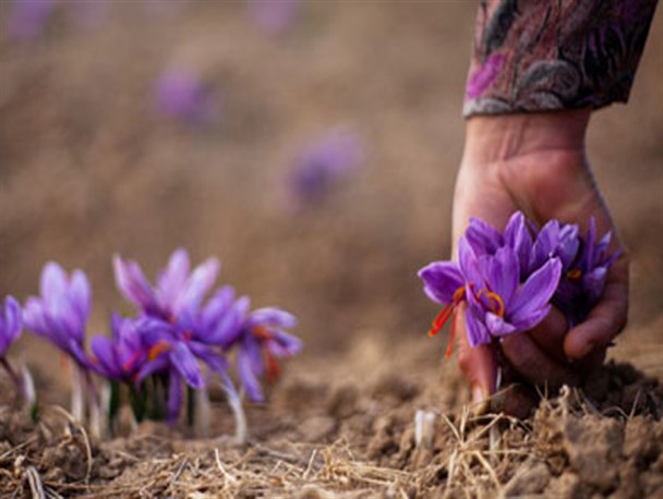 آغاز خرید توافقی گل زعفران
