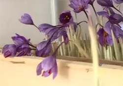 حال و هوای باطراوت بازار گل در آستانه سال نو + فیلم
