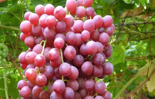 با مصرف این سبزیحات به کاهش وزن دست یابید/برای داشتن پوست زیبا چه بخوریم؟/یبوست&zwnj;تان را با این گل ریشه کن کنید/آیا در زمان بارداری مصرف انار مفید است؟