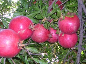 اردستان در داشتن باغات انار و پسته سرآمد است