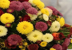 پایان جشنواره مهرگان گلهای داودی در مهدیشهر