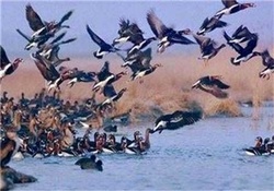رودخانه قزل اوزن و زنجانرود در حال پایش و رصد است/ افراد از شکار پرندگان خوداری کنند