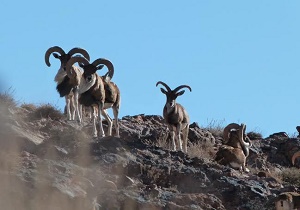 آغاز سرشماری پاییزه پستانداران حیات وحش در خراسان جنوبی