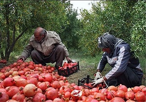 جهادکشاورزی لرستان آماده کنترل بیولوژیکی آفات در باغات انار کوهدشت