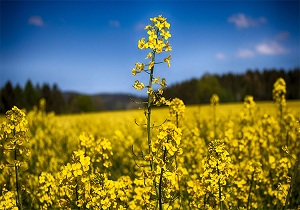 پیش بینی برداشت  ۱۲۵ تن کلزا در بستک