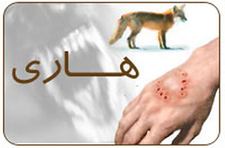 واکسناسیون بیش از ۹۰۰ سگ علیه بیماری هاری در شهرستان مهاباد