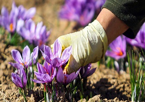 آغاز برداشت زعفران در خراسان جنوبی
