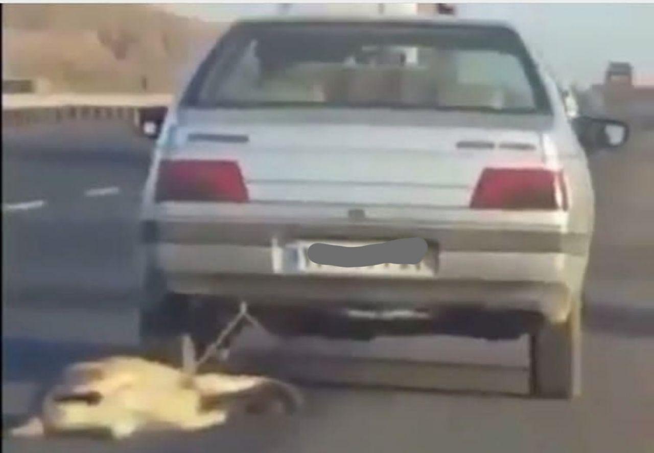 نارسایی و دستگیری عامل سگ&zwnj;آزاری در استان زنجان