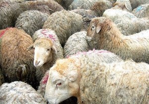 حمله گرگ و تلف شدن ۲۱ راس گوسفند در شهرستان هوراند