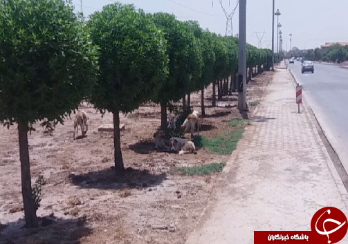 جولان سگ های ولگرد در خیابان های اهواز/ معضلی جدی برای شهروندان اهوازی