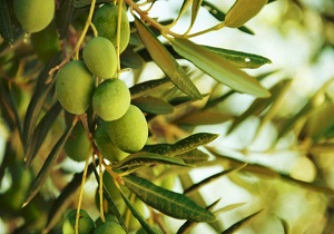 آغاز برداشت زیتون در باغات ایذه