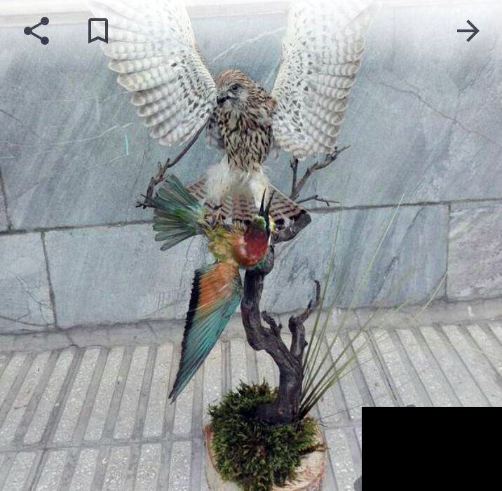 حراج گسترده وحوش خشک&zwnj; شده در فضای مجازی + عکس