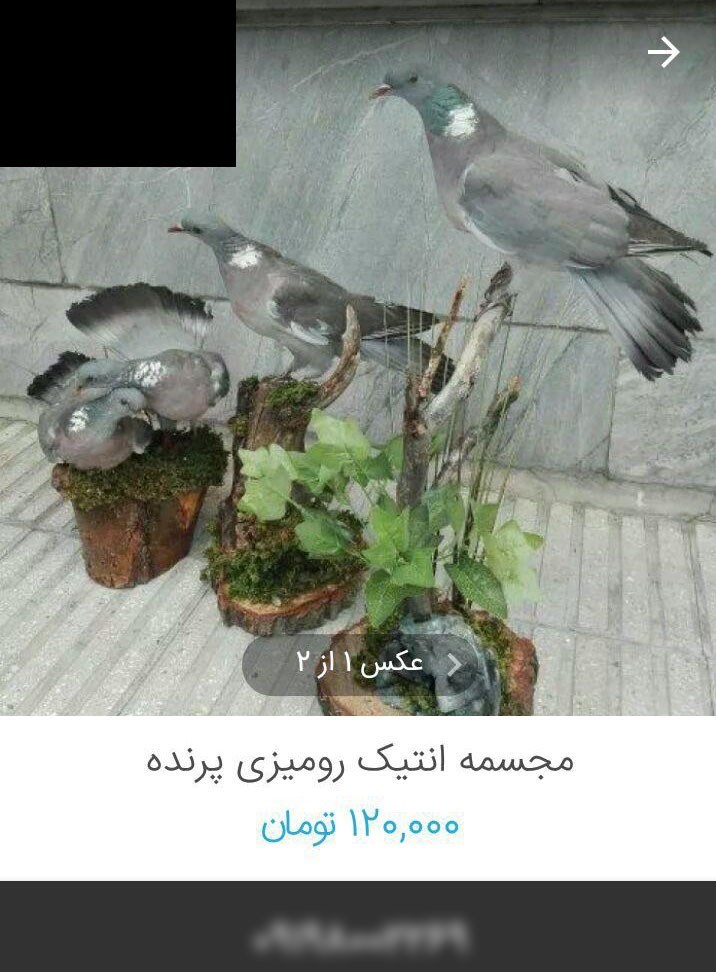 حراج گسترده وحوش خشک&zwnj; شده در فضای مجازی + عکس