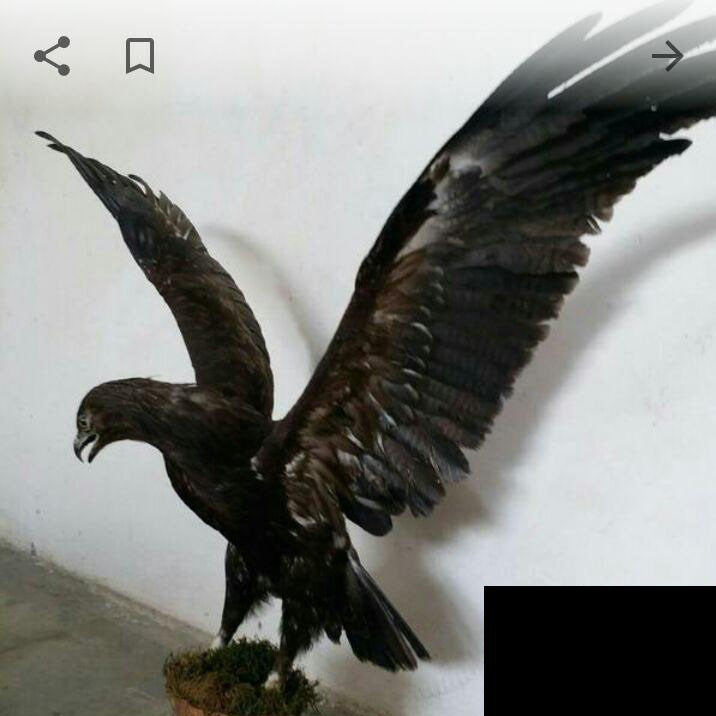 حراج گسترده وحوش خشک&zwnj; شده در فضای مجازی + عکس