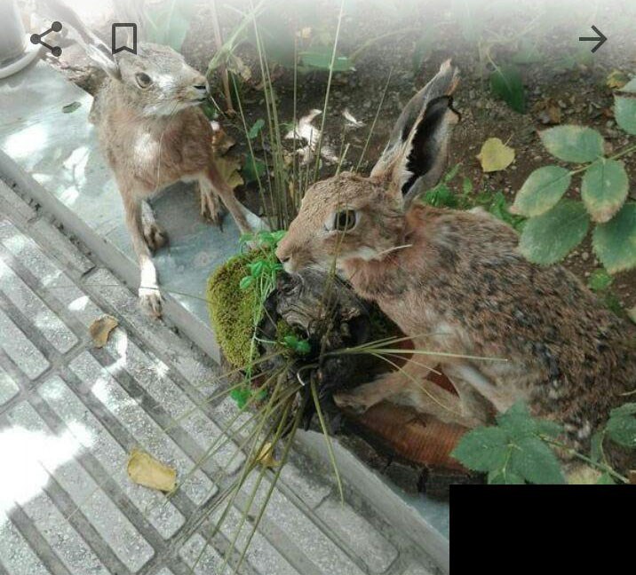 حراج گسترده وحوش خشک&zwnj; شده در فضای مجازی + عکس