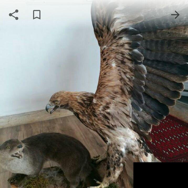 حراج گسترده وحوش خشک&zwnj; شده در فضای مجازی + عکس