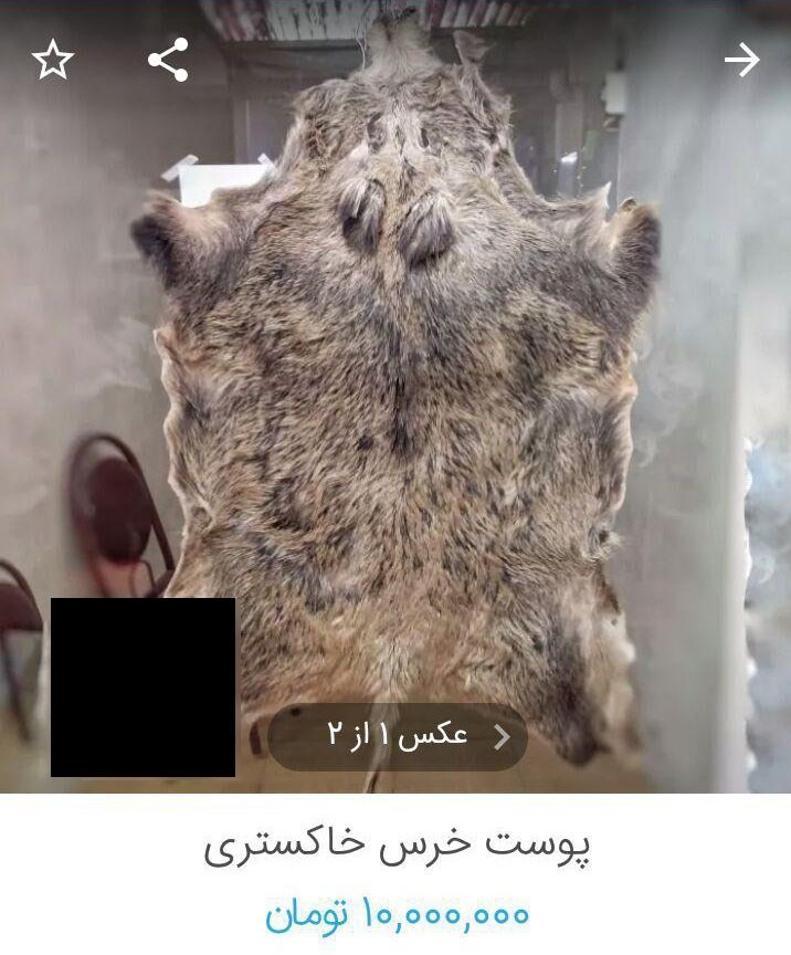حراج گسترده وحوش خشک&zwnj; شده در فضای مجازی + عکس