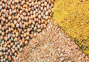 صادرات ۵ هزار و ۳۸۰ تن خوراک آبزیان از چهارمحال و بختیاری