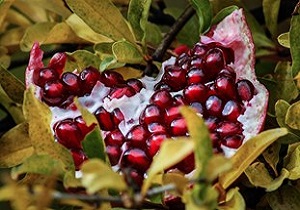 برداشت ۴۰ هزار تن انار از باغات کوهدشت