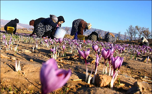 کشاورزان از واقعی شدن قیمت زعفران در بورس کالا رضایت دارند