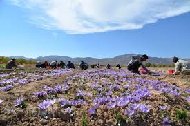 افزایش ۱۵۰ هکتار سطح زیر کشت مزارع زعفران در سیرجان