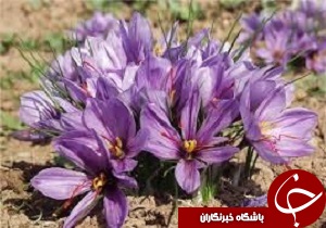 کشت زعفران در &nbsp;روستاهای شیرین سو