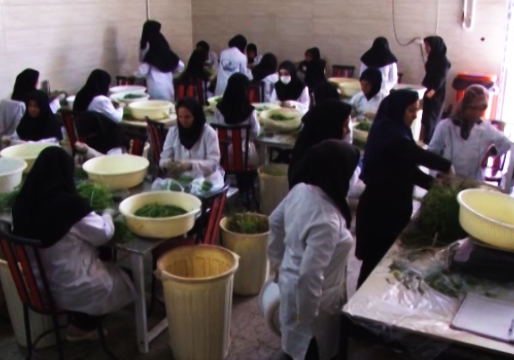 بسته بندی سبزی- اصفهان