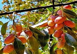 توسعه کشت سنجد به جای باغ‌ها در مناطق کم آب