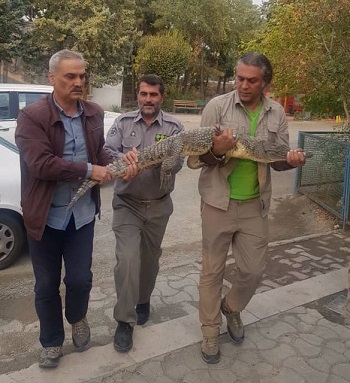 کشف کروکدیل از رستورانی در کرج