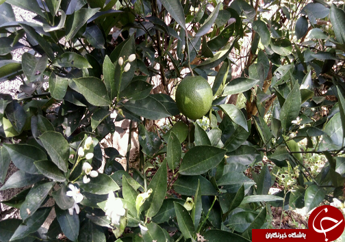 شکوفه دادن پاییزی درختان مرکبات+ تصاویر