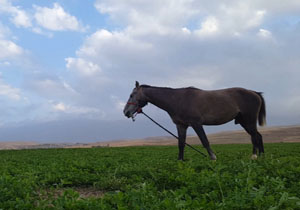 مناظری جذاب و بکر از طبیعت "روستای تکه" + فیلم