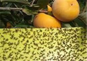 ایجاد ۱۶ ایستگاه ردیابی و مبارزه با مگس میوه در باغ‌های مرکبات فریدونکنار