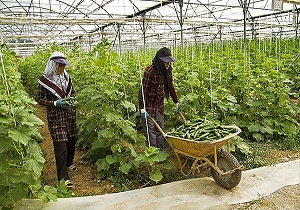 پذیرش ۲۴۱۶ طرح اشتغال روستایی و عشایری در استان کرمانشاه
