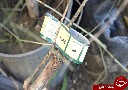 غنیترین بانک ژن انار کشور، گنجینه انارستانهای آینده ایران غنیترین بانک ژن انار کشور، گنجینه انارستانهای آینده ایران