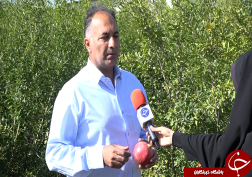 غنیترین بانک ژن انار کشور، گنجینه انارستانهای آینده ایران غنیترین بانک ژن انار کشور، گنجینه انارستانهای آینده ایران