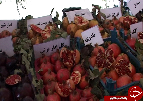 غنیترین بانک ژن انار کشور، گنجینه انارستانهای آینده ایران غنیترین بانک ژن انار کشور، گنجینه انارستانهای آینده ایران