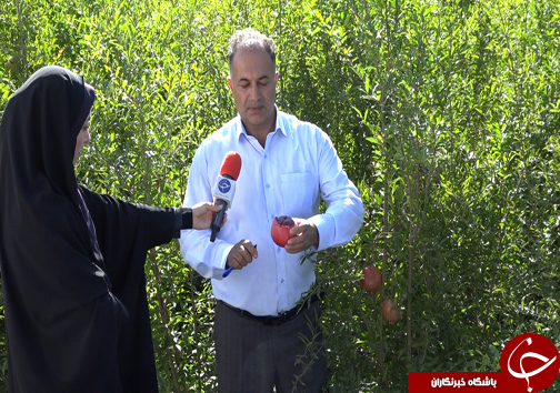 غنیترین بانک ژن انار کشور، گنجینه انارستانهای آینده ایران غنیترین بانک ژن انار کشور، گنجینه انارستانهای آینده ایران