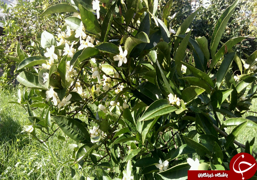 نگاهی گذرا به مهمترین رویداد&zwnj;های دوشنبه ۷ آبان ماه در مازندران