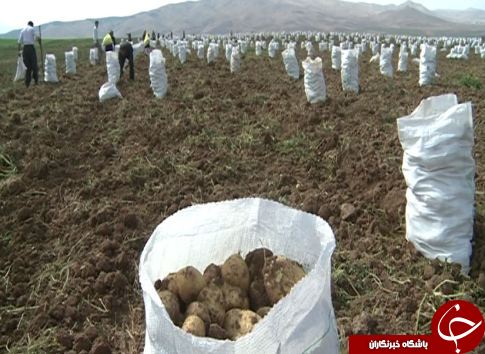 برداشت کشت سیب زمینی در لرستان