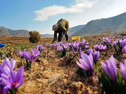 پیش بینی برداشت 105 کیلوگرم زعفران از مزارع شهرستان بردسیر