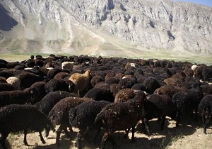 افزایش ۳۰ درصدی تولیدات عشایر در خوسف