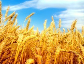 توزیع بیش از ۴۸ تن بذر اصلاح شده گندم میان گندم کاران
