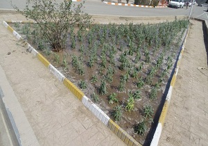 کاشت ۲۰ هزار گل در سطح شهر بیرجند