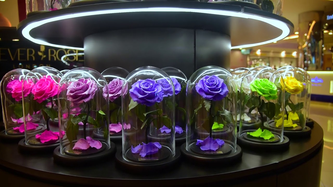 گل&zwnj;های رز طبیعی با 20 سال عمر + تصاویر