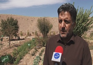برگزاری سومین جشنواره زعفران طلای سرخ، فردا در بهاباد