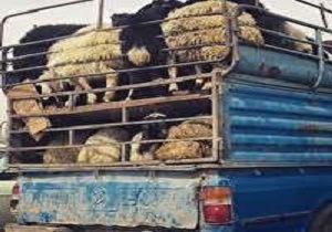 کشف ۳۰ رأس دام قاچاق در طبس