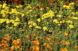خلق شاهکاری خارق العاده توسط طبیعت! +فیلم