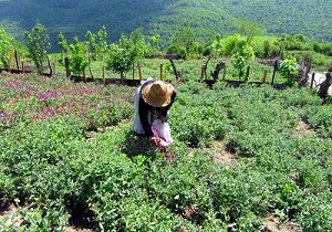 کشت گیاهان دارویی در شمال مهدیشهر